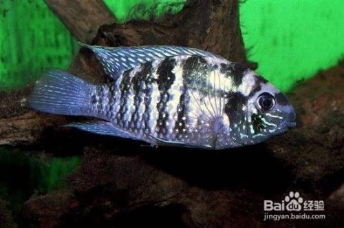 藍曼龍魚怎么分公母，藍曼龍魚在性成熟之前，雌雄特征不明顯，性別難以區分