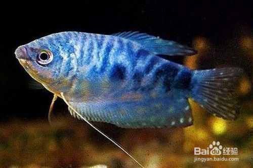 藍曼龍魚怎么分公母，藍曼龍魚在性成熟之前，雌雄特征不明顯，性別難以區分