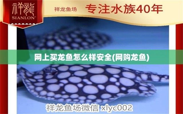 龍魚交易平臺怎么樣啊，龍魚交易平臺交易流程詳解