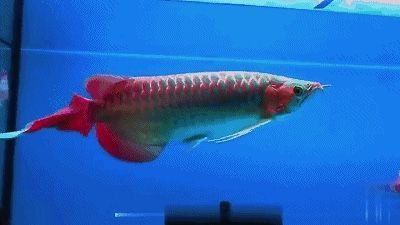 龍魚暴斃 貼吧，龍魚暴斃引發(fā)養(yǎng)魚文化思考引發(fā)養(yǎng)魚文化思考