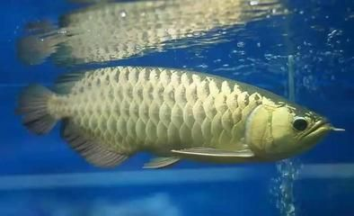 龍魚暴斃 貼吧，龍魚暴斃引發(fā)養(yǎng)魚文化思考引發(fā)養(yǎng)魚文化思考