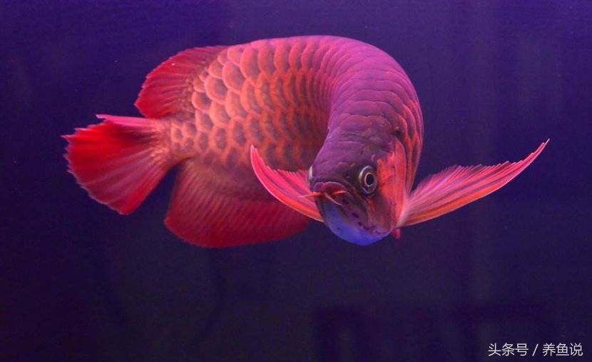 龍魚什么價位比較好養(yǎng)活，金龍魚和銀龍魚的價格區(qū)別 龍魚什么價位比較好養(yǎng)活，金龍魚和銀龍魚的價格區(qū)別 龍魚百科 第4張