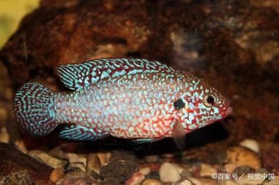 龍魚喂什么飼料魚，關于龍魚飼料魚的選擇建議
