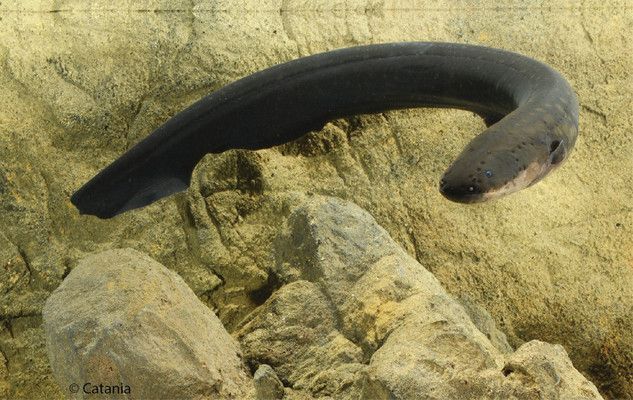 龍魚食用魚，龍魚與其他魚類營養對比如何辨別龍魚的新鮮度
