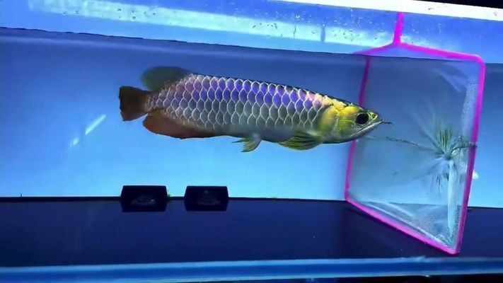七彩和龍魚，七彩龍魚與七彩神仙魚混養(yǎng)指南