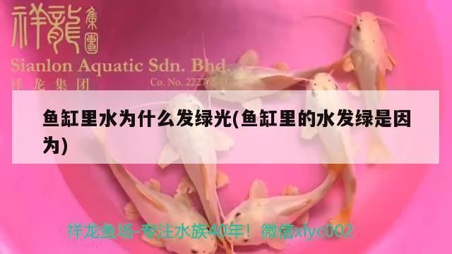 哪個雷龍魚好看又好養，哪種雷龍魚好看又好養，選擇哪種雷龍魚好看又好養
