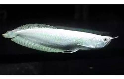 什么顏色金龍魚最貴