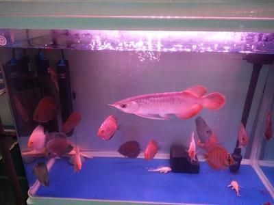 金龍魚紅龍魚哪個好養活，金龍魚適合新手養殖嗎 金龍魚紅龍魚哪個好養活，金龍魚適合新手養殖嗎 龍魚百科 第4張
