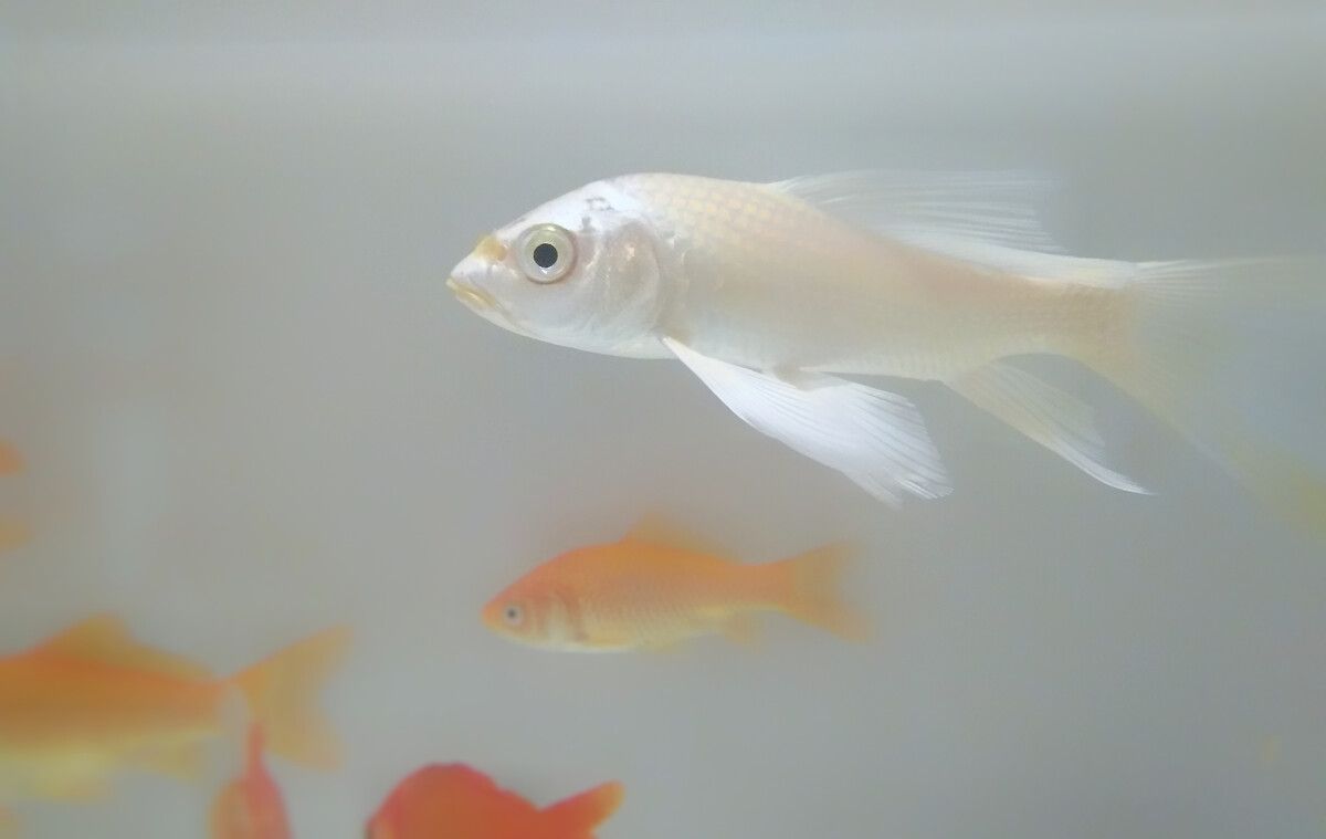 白寫錦鯉最佳飼養(yǎng)密度（白寫錦鯉的最佳飼養(yǎng)密度）