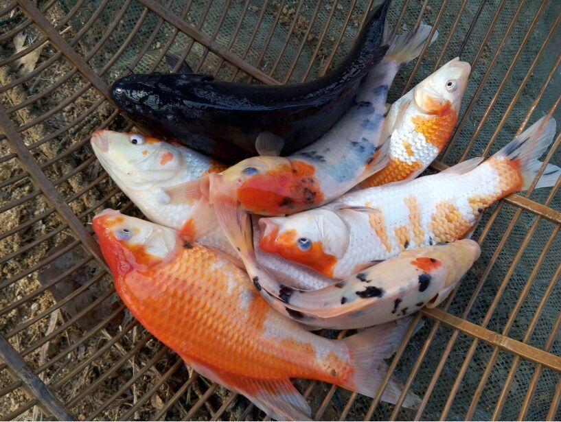 白寫錦鯉最佳飼養(yǎng)密度（白寫錦鯉的最佳飼養(yǎng)密度）