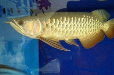 龍魚尾巴上有白點,但不是白點病怎么辦呢：龍魚尾巴上出現白點可能并非白點病而是其他原因引起的