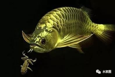 龍魚怎么開缸，龍魚開缸是養殖過程中的重要環節，龍魚開缸后多久可放魚