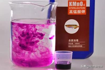 龍魚混養的魚能吃嗎有毒嗎：龍魚混養，魚缸中的美食禁忌與科學之道