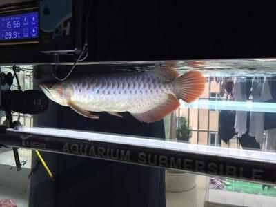 龍魚的最佳溫度是多少度，龍魚的最佳水溫范圍