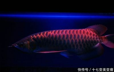 金龍魚幼年多大能長大，金龍魚幼年大小和成長潛力受到多種因素影響，飼養條件以及個體差異