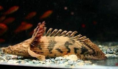 什么龍魚長(zhǎng)得最小，澳洲星點(diǎn)龍的飼養(yǎng)技巧 什么龍魚長(zhǎng)得最小，澳洲星點(diǎn)龍的飼養(yǎng)技巧 龍魚百科 第4張