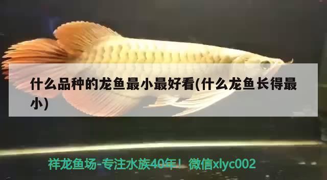 什么龍魚長(zhǎng)得最小，澳洲星點(diǎn)龍的飼養(yǎng)技巧 什么龍魚長(zhǎng)得最小，澳洲星點(diǎn)龍的飼養(yǎng)技巧 龍魚百科 第6張