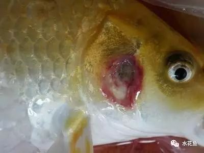 龍魚長得快嗎?龍魚生長速度探秘，快慢之辯與影響因素全解析