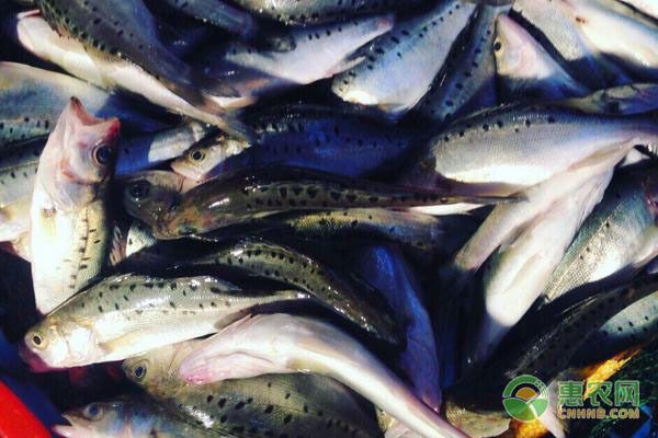 金龍魚幼魚喂什么食物長得快，金龍魚幼魚喂食頻率調整技巧金龍魚幼魚喂食頻率調整技巧 金龍魚幼魚喂什么食物長得快，金龍魚幼魚喂食頻率調整技巧金龍魚幼魚喂食頻率調整技巧 龍魚百科 第1張