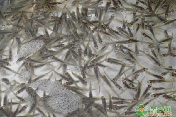 金龍魚幼魚喂什么食物長得快，金龍魚幼魚喂食頻率調整技巧金龍魚幼魚喂食頻率調整技巧 金龍魚幼魚喂什么食物長得快，金龍魚幼魚喂食頻率調整技巧金龍魚幼魚喂食頻率調整技巧 龍魚百科 第3張