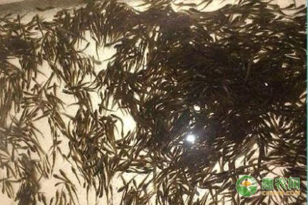 金龍魚幼魚喂什么食物長得快，金龍魚幼魚喂食頻率調整技巧金龍魚幼魚喂食頻率調整技巧 金龍魚幼魚喂什么食物長得快，金龍魚幼魚喂食頻率調整技巧金龍魚幼魚喂食頻率調整技巧 龍魚百科 第4張