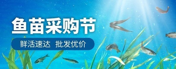 金龍魚幼魚喂什么食物長得快，金龍魚幼魚喂食頻率調整技巧金龍魚幼魚喂食頻率調整技巧 金龍魚幼魚喂什么食物長得快，金龍魚幼魚喂食頻率調整技巧金龍魚幼魚喂食頻率調整技巧 龍魚百科 第6張