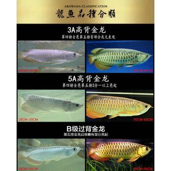 龍魚小魚苗（龍魚小魚苗價格會影響龍魚小魚苗的生長和發展） 龍魚小魚苗（龍魚小魚苗價格會影響龍魚小魚苗的生長和發展） 龍魚百科 第1張