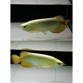 龍魚小魚苗（龍魚小魚苗價格會影響龍魚小魚苗的生長和發展） 龍魚小魚苗（龍魚小魚苗價格會影響龍魚小魚苗的生長和發展） 龍魚百科 第5張