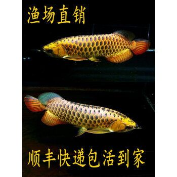 龍魚小魚苗（龍魚小魚苗價格會影響龍魚小魚苗的生長和發展） 龍魚小魚苗（龍魚小魚苗價格會影響龍魚小魚苗的生長和發展） 龍魚百科 第6張