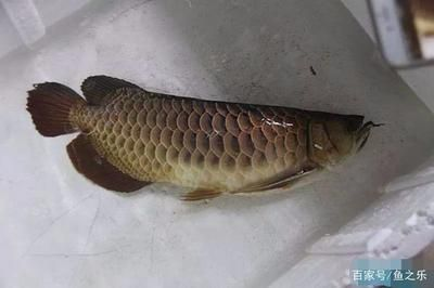 龍魚做手術用什么麻醉，關于龍魚手術麻醉藥物選擇的一些詳細信息