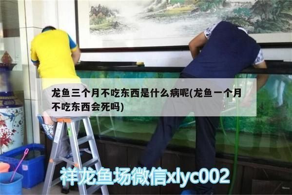 龍魚不吃食什么原因有三個月了，龍魚不吃食可能由多種因素引起