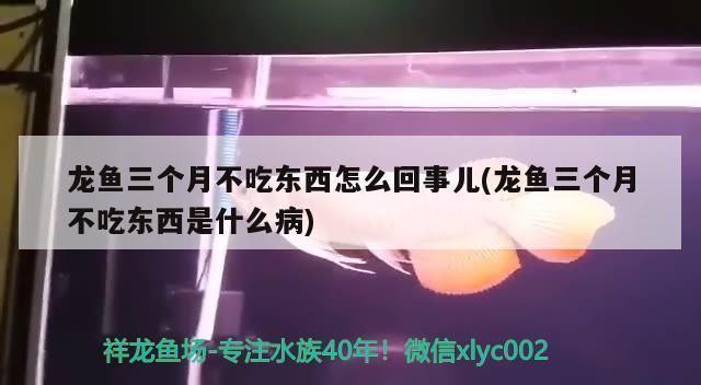 龍魚不吃食什么原因有三個月了，龍魚不吃食可能由多種因素引起