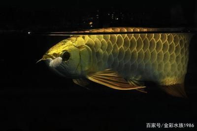上千萬的龍魚有哪些，上千萬的龍魚品種：紅龍（scleropagesformosus）