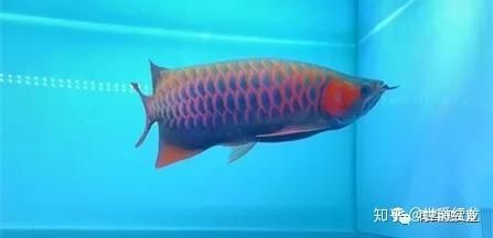 龍魚缸排行