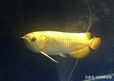 金龍魚六十公分多少錢：金龍魚價(jià)格受到多種因素影響，包括品相、體型、品種等
