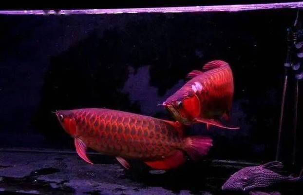 龍魚組合字，龍魚組合字在書法中的應用