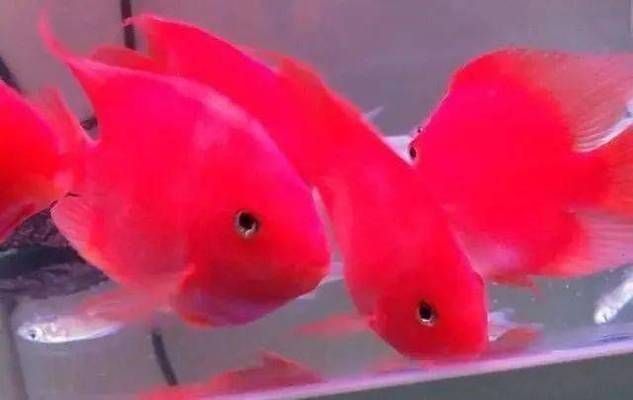 龍魚組合字，龍魚組合字在書法中的應用