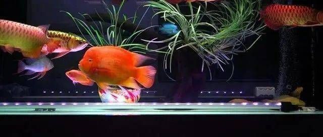 龍魚組合字，龍魚組合字在書法中的應用
