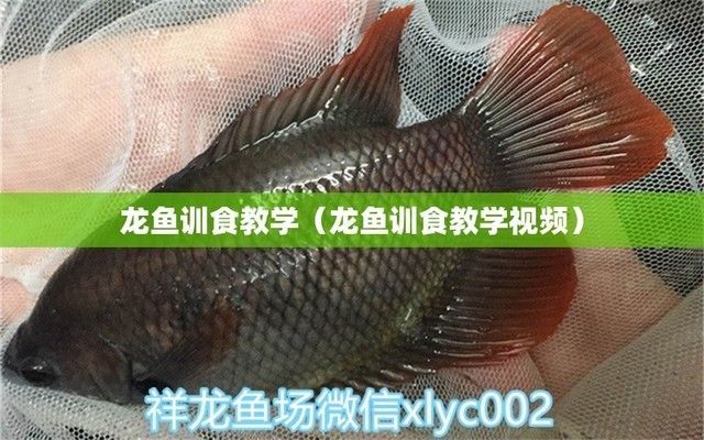龍魚訓食教學反思簡短總結，關于龍魚訓食教學反思簡短總結