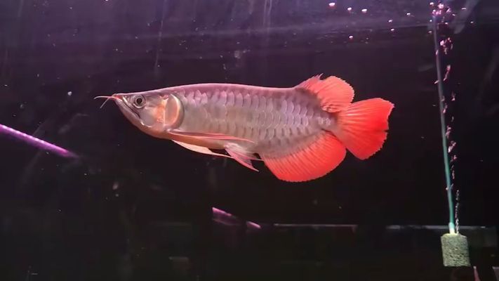 翹頭短身紅龍魚，翹頭短身紅龍魚的繁殖技巧