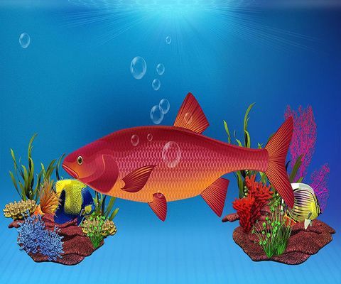 龍魚七星刀混養(yǎng)怎么樣，龍魚和七星刀魚可以混養(yǎng)嗎