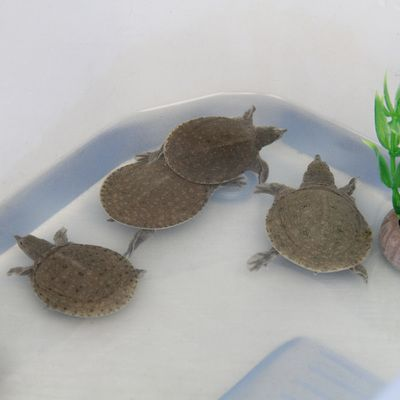 龍魚幼苗如何飼養(yǎng)（龍魚幼苗的飼養(yǎng)方法包括選擇適合的環(huán)境、提供充足的食物和溫度）