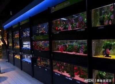 開個龍魚店利潤怎么樣 開個龍魚店利潤怎么樣 龍魚百科 第3張