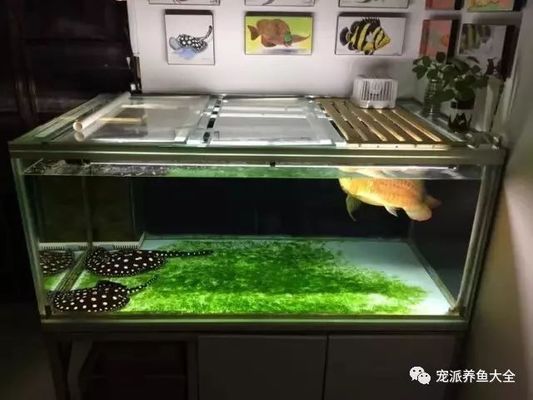 龍魚(yú)溫度過(guò)低要怎么救，龍魚(yú)水溫過(guò)低時(shí)，可通過(guò)多種方法進(jìn)行搶救，確保龍魚(yú)安全恢復(fù) 龍魚(yú)溫度過(guò)低要怎么救，龍魚(yú)水溫過(guò)低時(shí)，可通過(guò)多種方法進(jìn)行搶救，確保龍魚(yú)安全恢復(fù) 龍魚(yú)百科 第6張