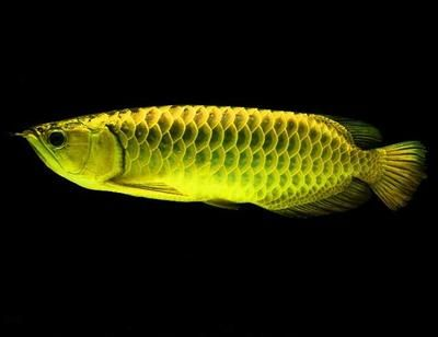 龍魚(yú)活餌，龍魚(yú)活餌喂養(yǎng)注意事項(xiàng)和注意事項(xiàng)，龍魚(yú)活餌喂養(yǎng)注意事項(xiàng)