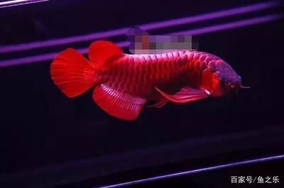 龍魚晚上開燈還是白天開燈（養(yǎng)龍魚白天開燈比夜間開燈更好，如何選擇龍魚燈光顏色）