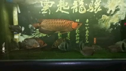 龍魚晚上開燈還是白天開燈（養(yǎng)龍魚白天開燈比夜間開燈更好，如何選擇龍魚燈光顏色）