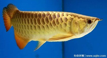 普通金龍魚價格多少：無法得知普通金龍魚的價格請?zhí)峁└唧w的信息或嘗試重新查詢