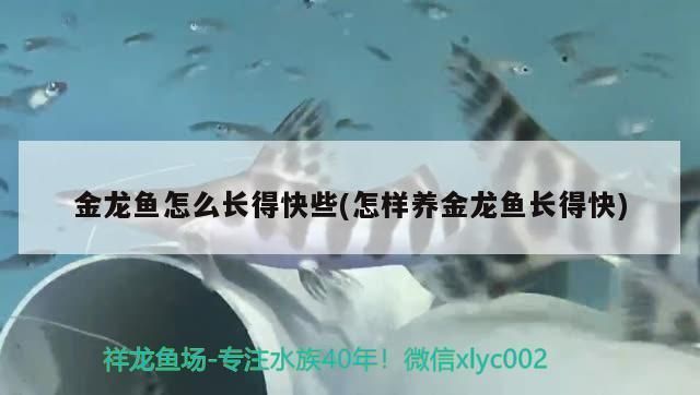 如何養金龍魚苗長得快些呢，養金龍魚苗長得快的關鍵在于提供合適環境條件和營養