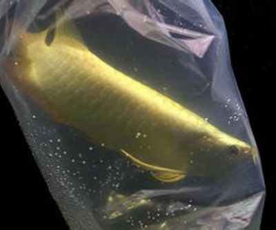 龍魚的利潤有多大，高端龍魚品種市場趨勢